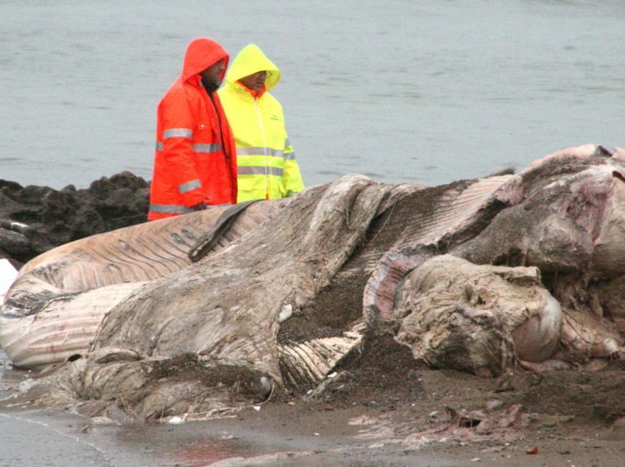 Rimuovere e smaltire la balena è costato oltre 12.000 euro