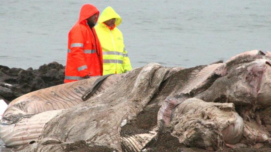 Rimuovere e smaltire la balena è costato oltre 12.000 euro