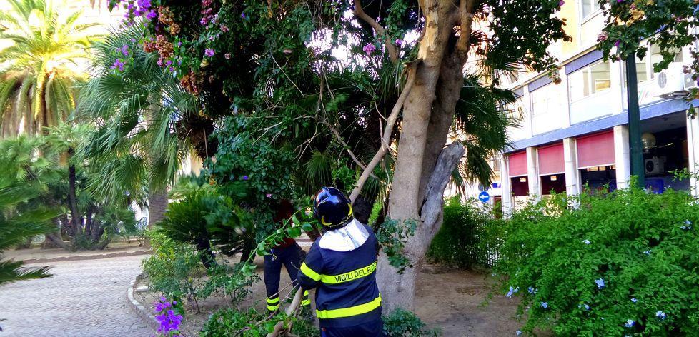Ramo spezzato dai vandali, intervento dei vigili del fuoco