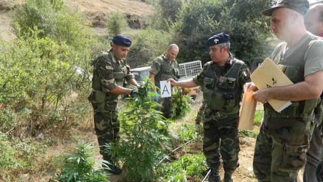 I carabinieri ispezionano la piantagione di cannabis