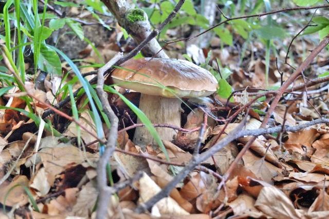 Conoscere i funghi 