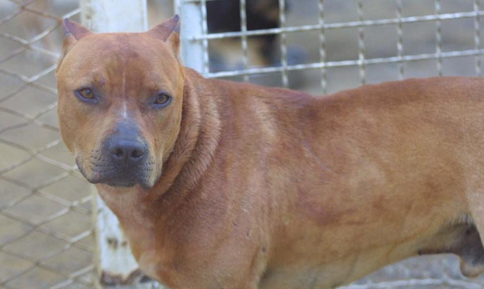 «Mio figlio morso da un pitbull davanti a scuola» 