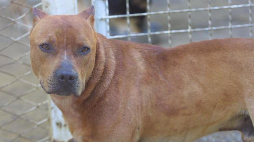 «Mio figlio morso da un pitbull davanti a scuola»
