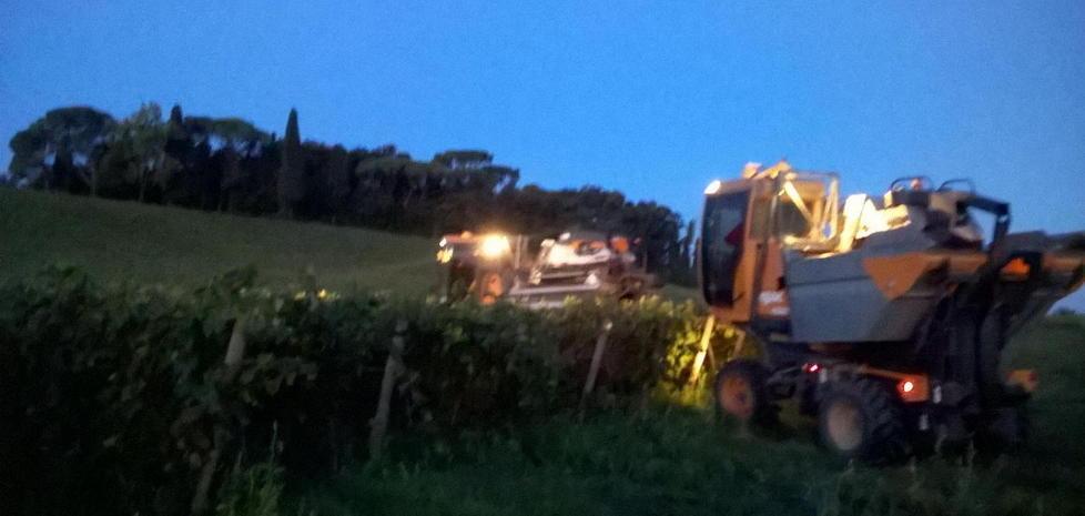 Vigneti di Nugola, un’ottima annata 