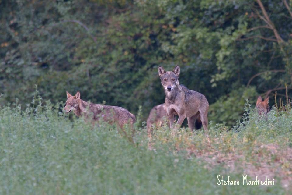 Un’App per distinguere i cani randagi dai lupi 