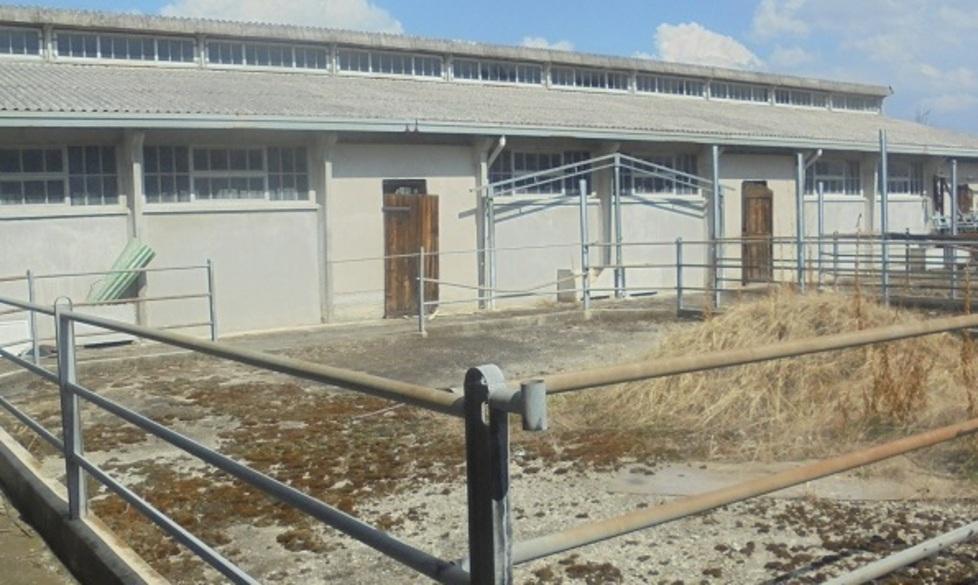 Ligabue e quei “sogni di rock’n’roll” nati in una stalla 