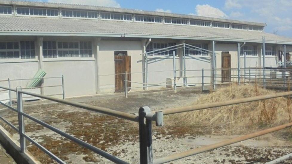 Ligabue e quei “sogni di rock’n’roll” nati in una stalla