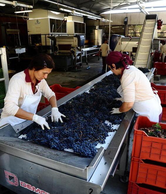 È nata la Consulta dei viticoltori