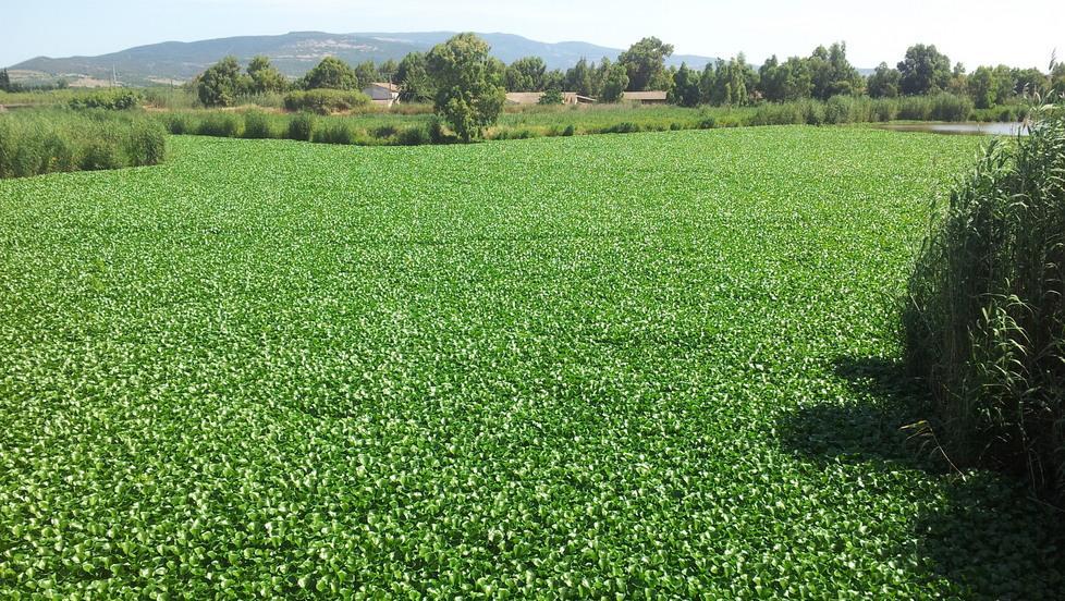 Riola contro il giacinto d’acqua: «Dalla Regione solo promesse» 