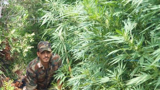 In cella un coltivatore di marijuana 