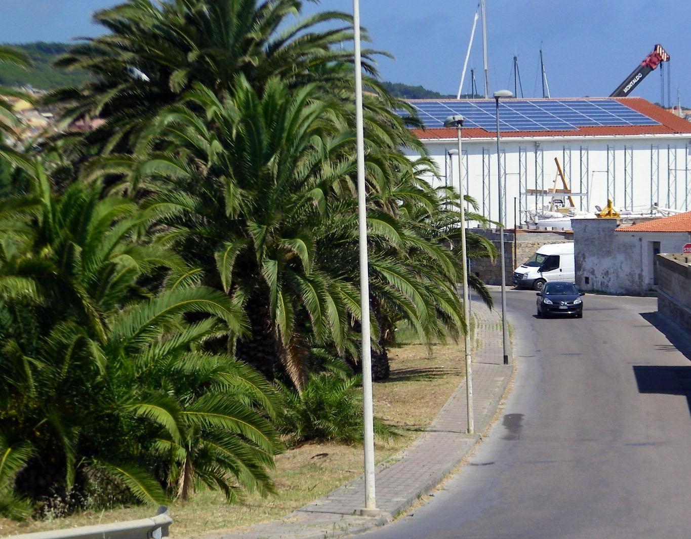 Carloforte, il temibile punteruolo rosso aggredisce le palme di Spalmadoreddu
