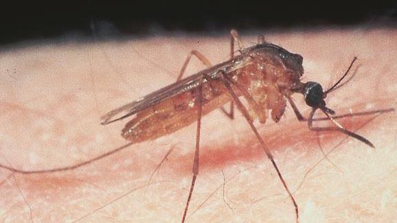La zanzara culex vettore della Febbre del Nilo