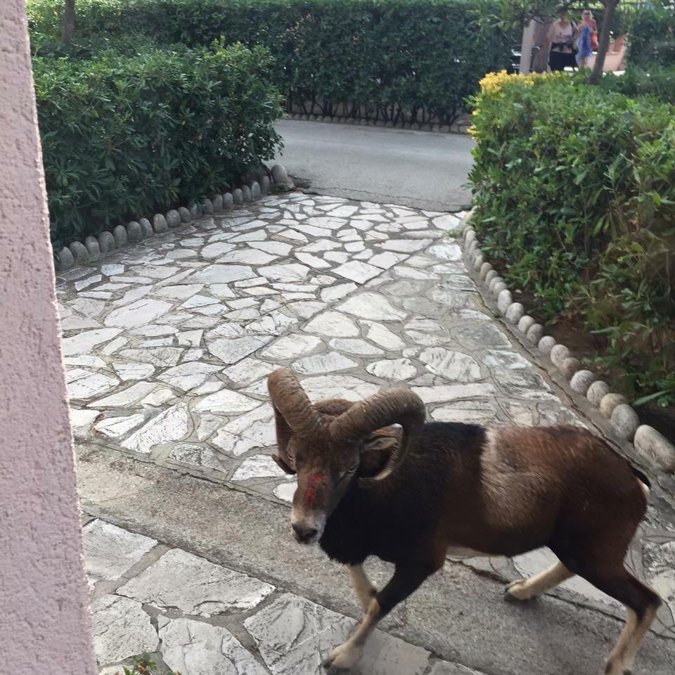 Il muflone nei pressi dell'hotel Marinella