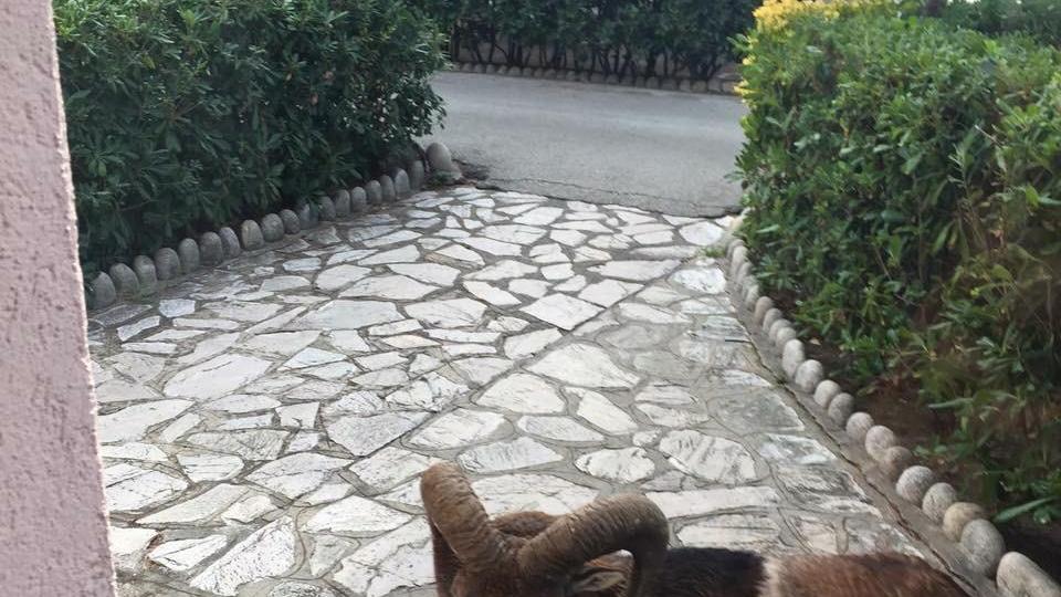 Il muflone nei pressi dell'hotel Marinella