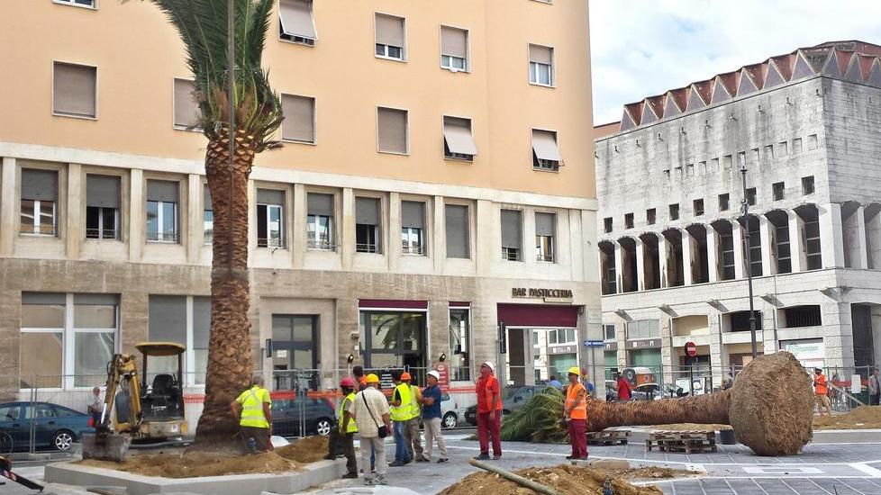 In piazza Civica spuntano quattro grandi palme