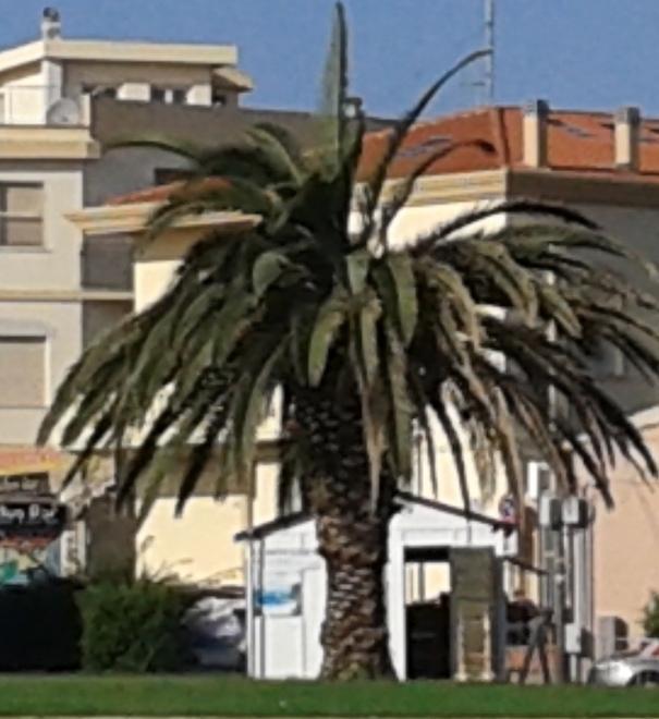 Il punteruolo rosso divora la palma del piazzale del porto