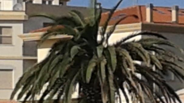 Il punteruolo rosso divora la palma del piazzale del porto