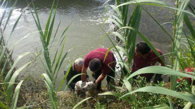 I vigili del fuoco salvano un cane caduto nel Cascina