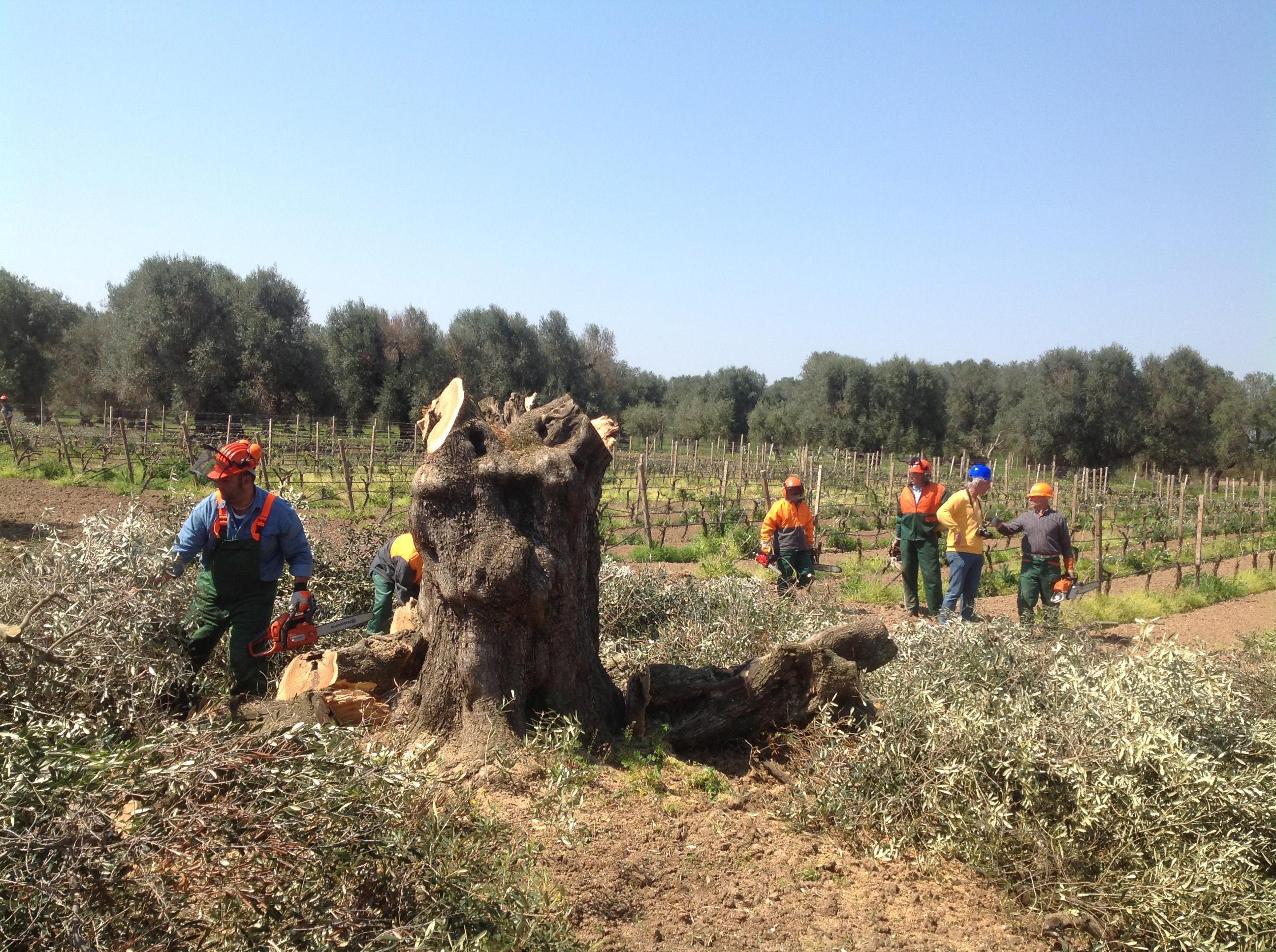 Un ulivo ttaccato dalla Xylella viene tagliato con le motoseghe in Puglia
