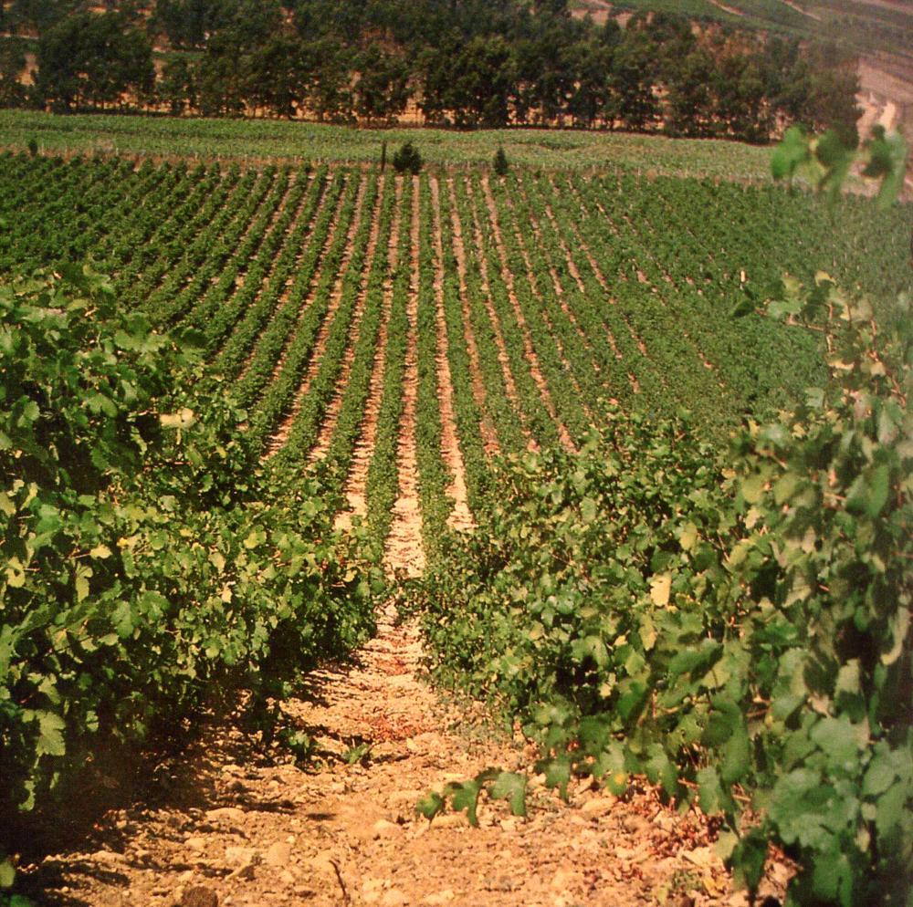 Tredici vini sardi conquistano i Tre Bicchieri del Gambero Rosso