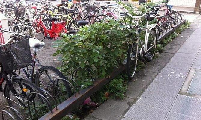 Alberi di fico al parcheggio delle bici