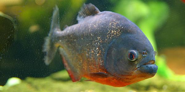 Un esemplare di piranha
