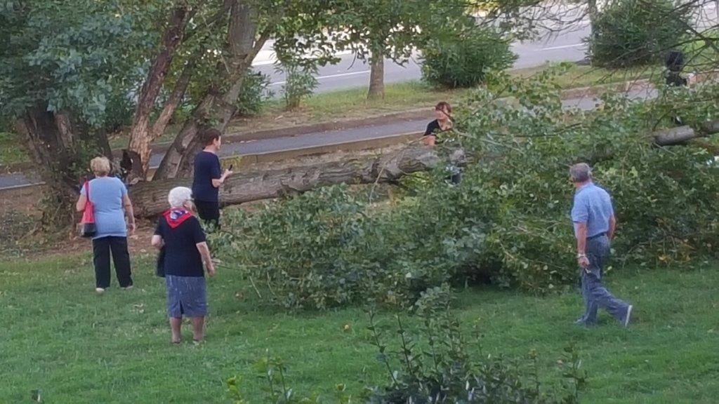 Alcuni frequentatori del giardino intorno alla pianta appena crollata