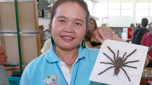 Un ragno "da collezione" esposto a EntoModena
