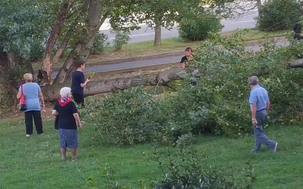 Crolla un albero nel parco, sfiorato un bimbo 