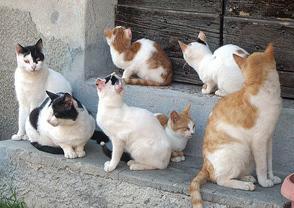 Ora sarà la Asl a verificare lo stato delle colonie feline