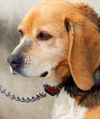 Inaugura domani l’area per i cani 