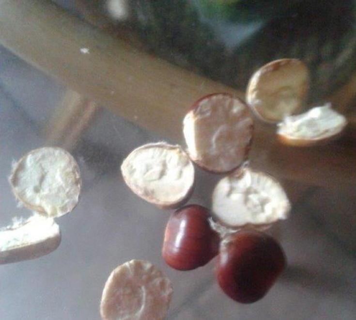 «Fermate i ladri di castagne» 