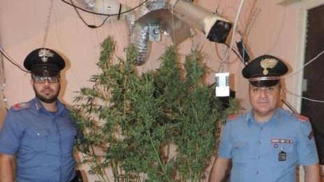 In casa marijuana e funghi allucinogeni Nei guai due fratelli di Spilamberto