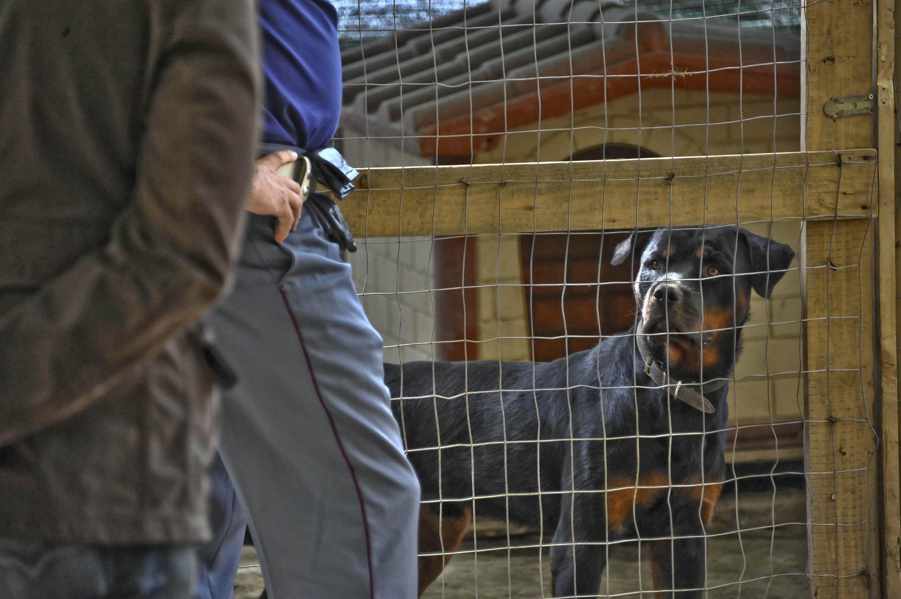 Un esemplare di rottweiler