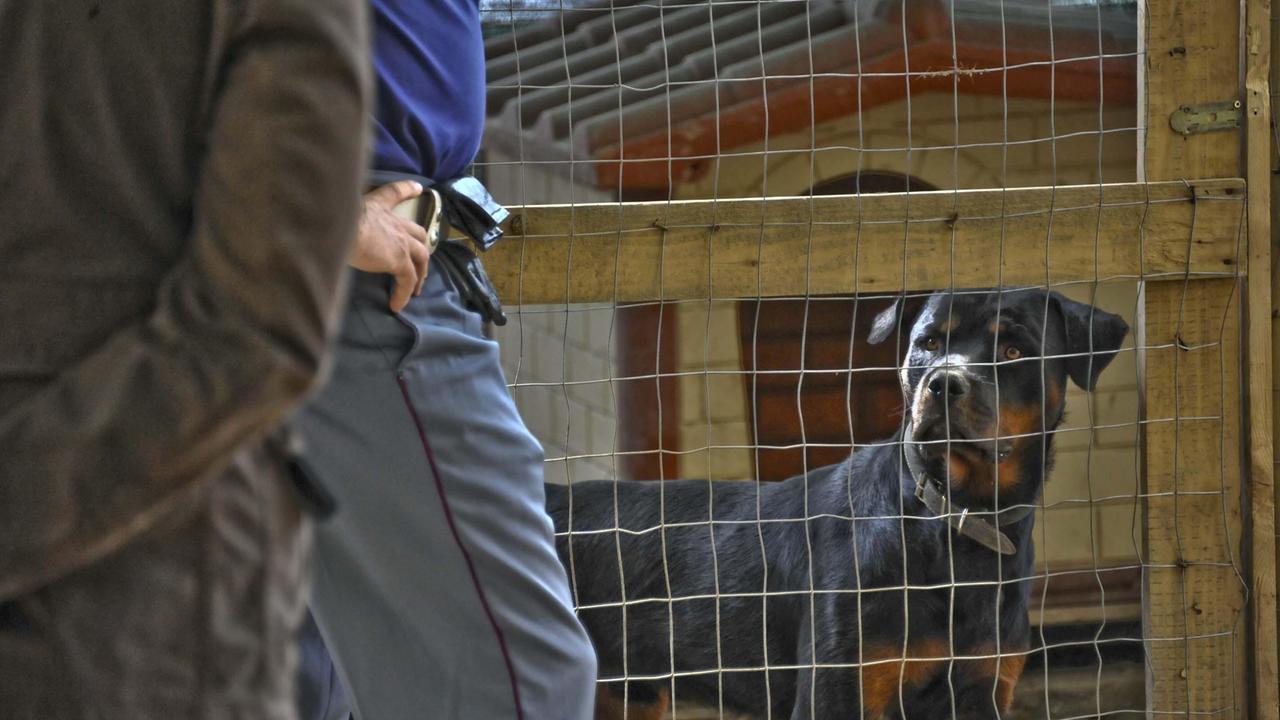 Un esemplare di rottweiler