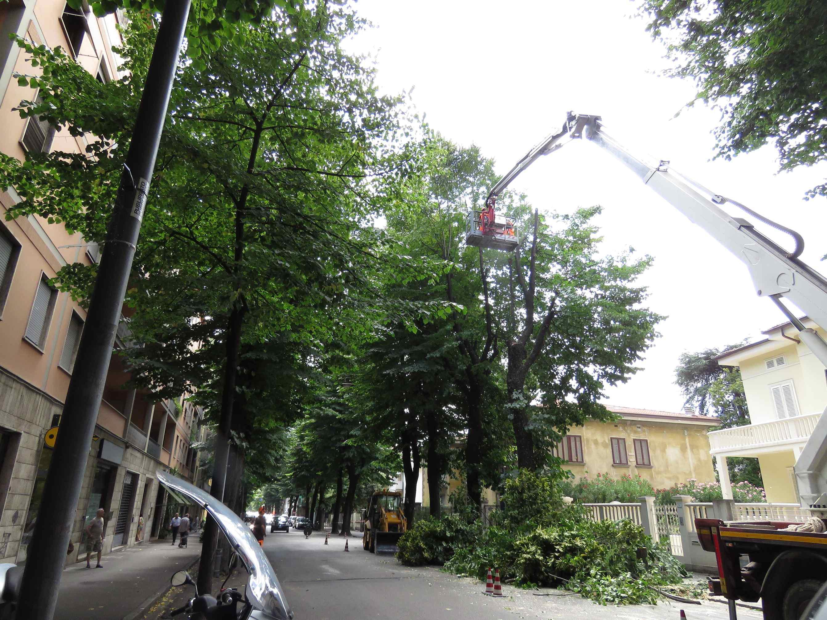 Un albero per neonato? Impossibile, a Prato ci sono troppe nascite 