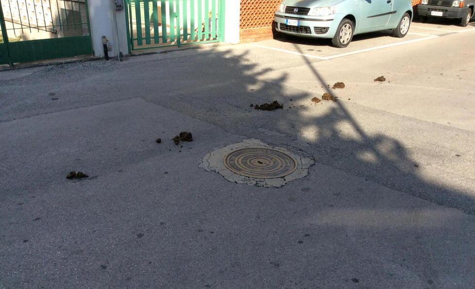 Escrementi in mezzo alle strade
