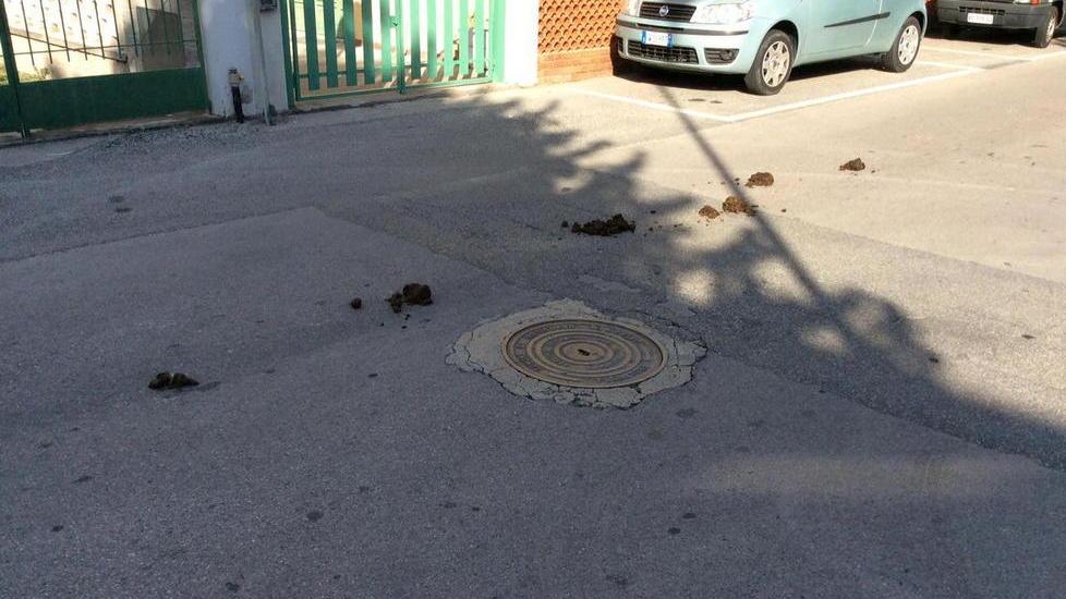 Escrementi in mezzo alle strade