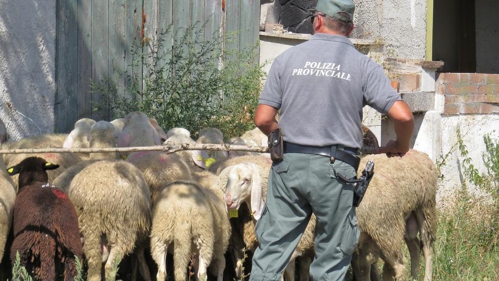 Si svegliano e nel cortile trovano quaranta pecore