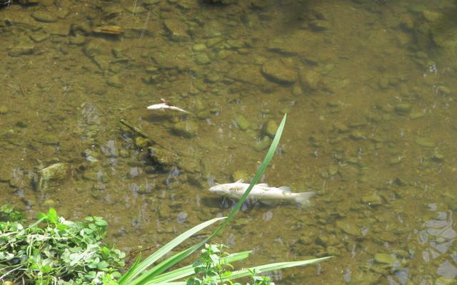 I pesci morti fotografati dal Wwf nel torrente Stella a Masotti