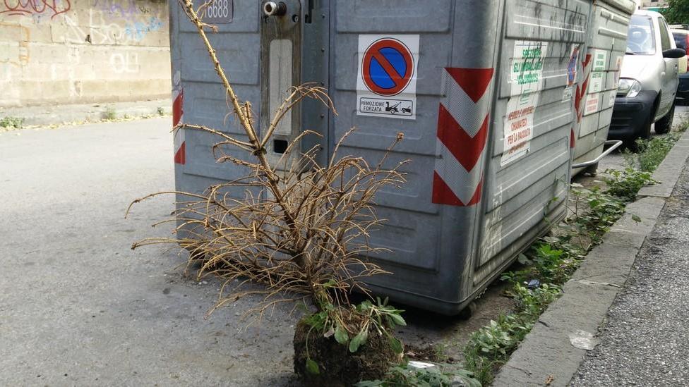 Al cassonetto è già (un triste) Natale