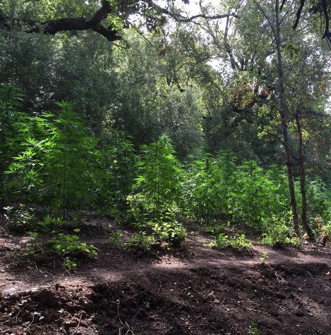 Samugheo, sequestrate 238 piante di marijuana