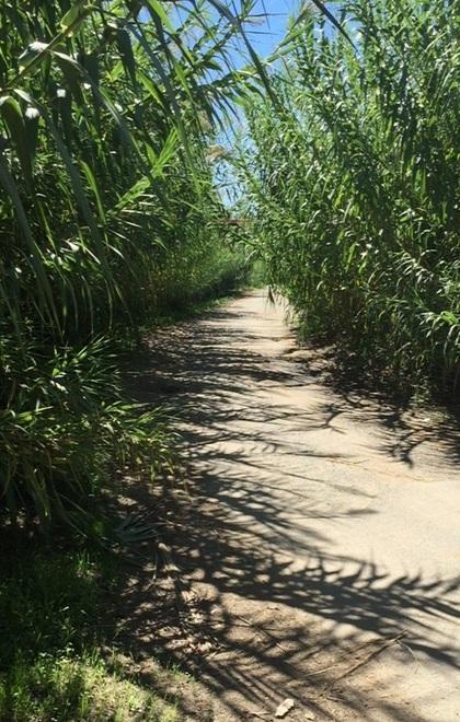 Una strada invasa dalle canne 