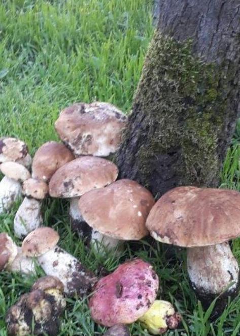 Funghi e rischi: se avete dubbi fateli esaminare da esperti