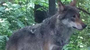 Progetto Medwolf sullo schermo dello Stella