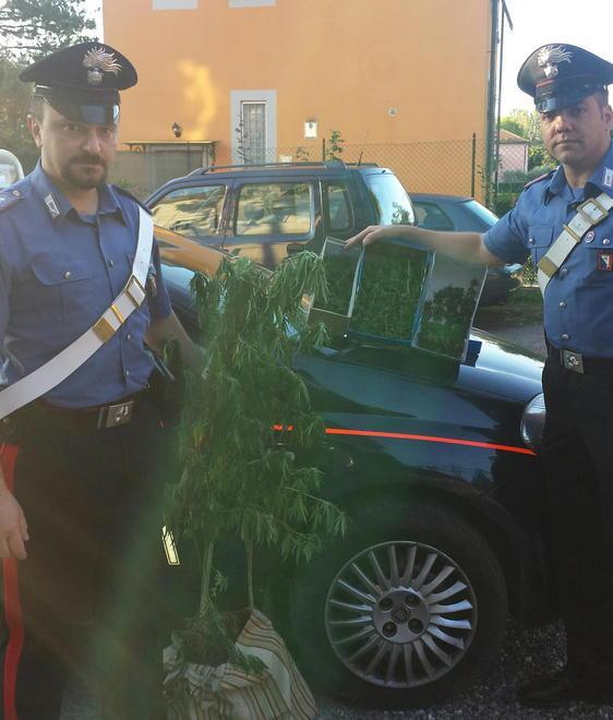 Preso coltivatore di marijuana