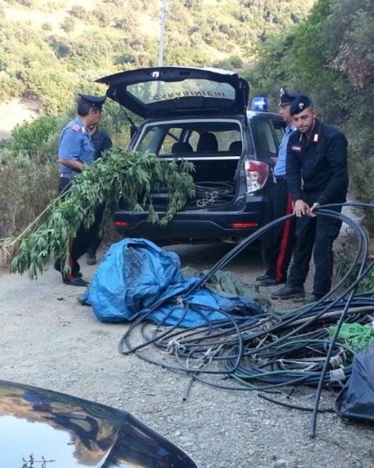Coltivava marijuana: arrestato 
