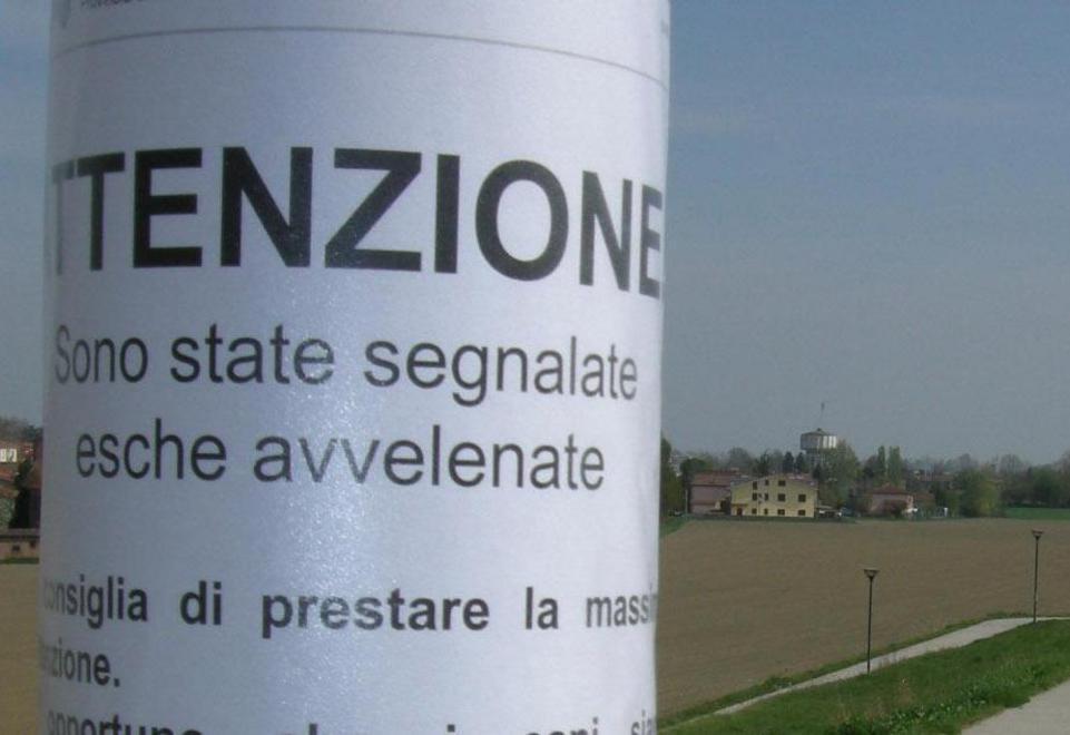 Bocconi avvelenati Un cane in clinica cartelli di allerta