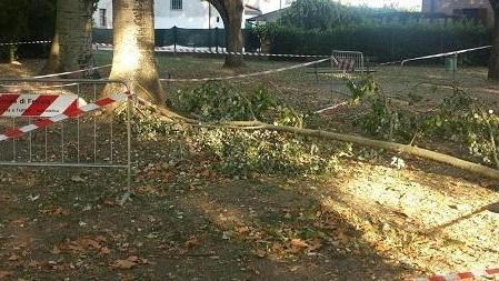 Cadono rami dagli alberi mentre i bambini giocano