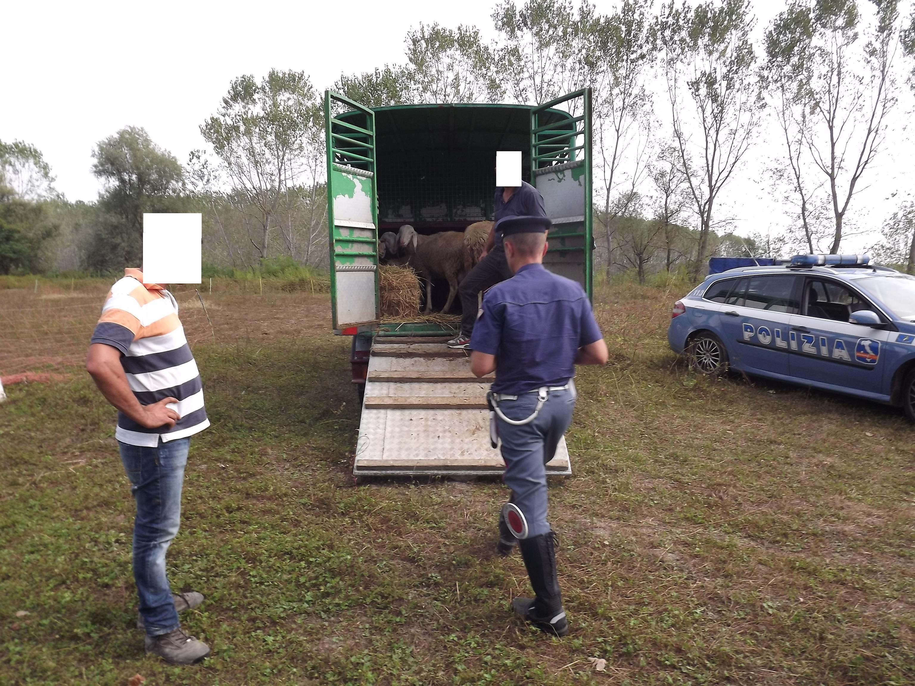 Reggio Emilia, trasportava illegalmente 29 pecore: scatta il sequestro
